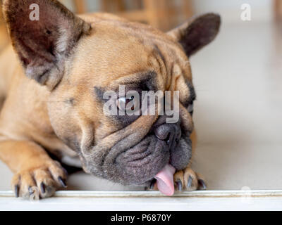 Braun Französische Bulldogge Einsam und leckt ihre Fuß für Reinigung Stockfoto