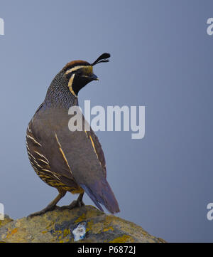 Der Staat Vogel von Kalifornien, Callipepla californica oder Kalifornien Wachtel, nahe dem Gipfel des Mount Tamalpais in Marin Land, in der Nähe von San Francisco. Stockfoto