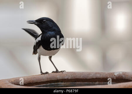 Orientalische Magpie Robin Männlich (Copsychus saularis). Stockfoto