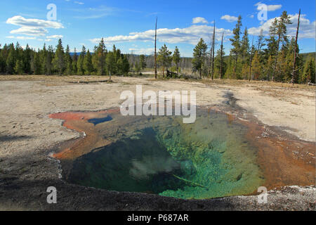 Zitrone Feder auf Firehole Lake Drive im Yellowstone National Park in Wyoming United States Stockfoto