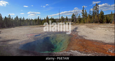 Zitrone Feder auf Firehole Lake Drive im Yellowstone National Park in Wyoming United States Stockfoto