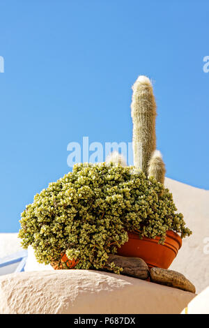 Blumentopf mit mehreren Arten von Kakteen auf dem Dach des Hauses auf der Insel Santorin, Griechenland Stockfoto