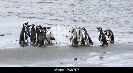 Gruppe der Magellan-pinguine an der Küste des Ozeans in Patagonien, Chile. Magellanic penguin (Spheniscus Magellanicus) ist eine Südamerikanische Pinguin, b Stockfoto