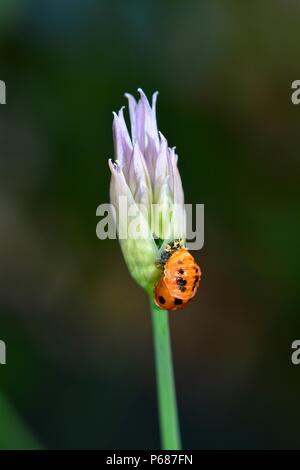 Larven der einen Marienkäfer auf einem violetten Schnittlauch Blüte Stockfoto