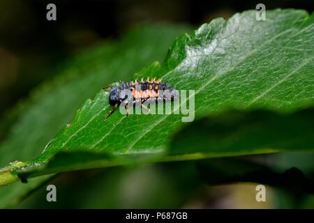 Larven der einen Marienkäfer auf grünem Blatt Stockfoto