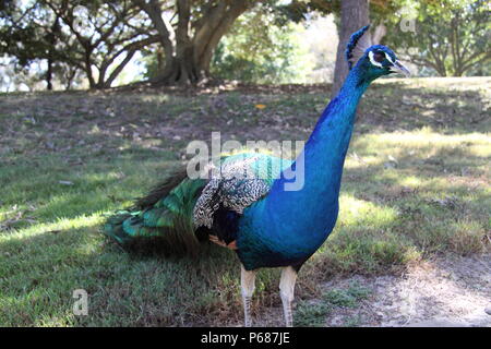 Indische Pfau (Pavo cristatus) Stockfoto