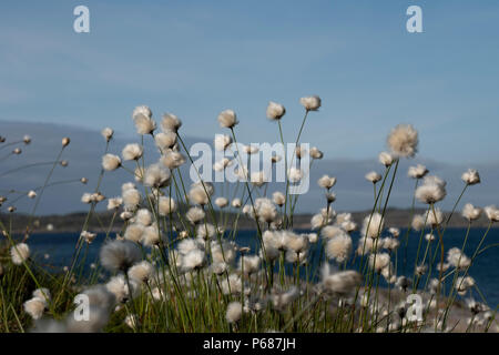 Norwegische Baumwolle Gras an der Küste. Stockfoto