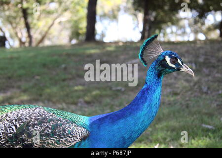 Indische Pfau (Pavo cristatus) Stockfoto