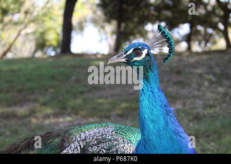 Indische Pfau (Pavo cristatus) Stockfoto