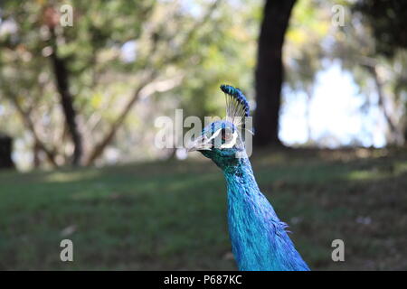 Indische Pfau (Pavo cristatus) Stockfoto