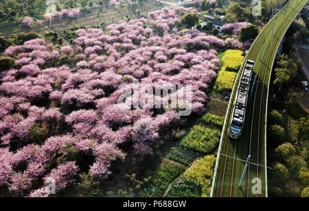 (180628) - Peking, 28. Juni 2018 (Xinhua) - ein straßenbahnwagen vorbei Begonien Blumen in Suzhou in der ostchinesischen Provinz Jiangsu, 28. März 2018. Umfassende Fortschritte erzielt worden, da der Bericht am 18. Nationalen Kongresses der Kommunistischen Partei Chinas (KPCH) im Jahr 2012 gelieferten ökologische Entwicklung als eine wichtige Aufgabe, die Gesamtplanung des Landes und schlug eine "schöne China Building' als große Ziel enthalten. (Xinhua / Xu Zhiqiang) (MAR) (ZT) Stockfoto