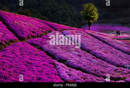 (180628) - Peking, 28. Juni 2018 (Xinhua) - Foto auf April 10, 2018 zeigt, blüht im Taiyang Chuancang Dorf, Gemeinde, Huoshan County in der ostchinesischen Provinz Anhui. Umfassende Fortschritte erzielt worden, da der Bericht am 18. Nationalen Kongresses der Kommunistischen Partei Chinas (KPCH) im Jahr 2012 gelieferten ökologische Entwicklung als eine wichtige Aufgabe, die Gesamtplanung des Landes und schlug eine "schöne China Building' als große Ziel enthalten. (Xinhua / Tao Ming) (MAR) (ZT) Stockfoto