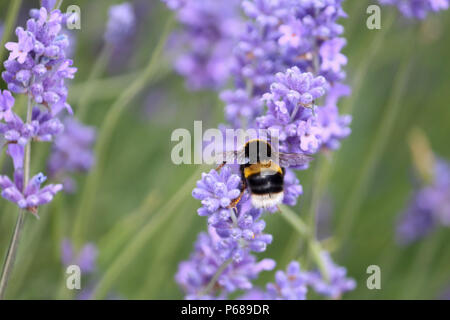 Banstead Surrey England UK. 28. Juni 2018. Hummel auf Lavendel Blumen an Banstead Surrey. Credit: Julia Gavin/Alamy leben Nachrichten Stockfoto