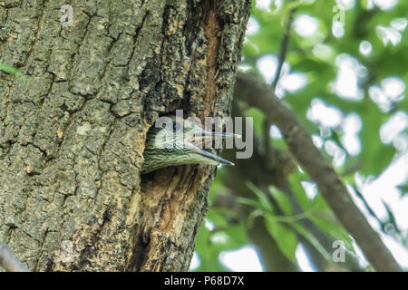 London, Großbritannien. 28. Juni, 2018. Ein junger Grünspecht wartet an seinem Nest Website in Peckham Rye gefüttert zu werden. David Rowe/Alamy Leben Nachrichten. Stockfoto