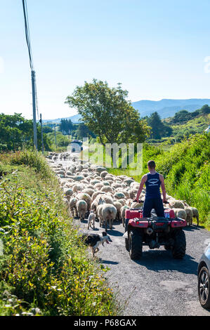 Ardara, County Donegal, Irland. 29. Juni 2018. Ein Bauer fährt Schafe und Lämmer verursacht einige Staus an Irlands Westküste inmitten brütender Temperaturen. Credit: Richard Wayman/Alamy leben Nachrichten Stockfoto