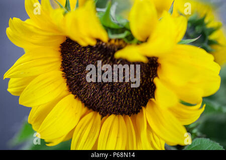Studio Portrait von Vase mit leuchtend gelben Sonnenblumen mit leuchtenden grünen Stengel in einem roten Topf Vase vor grauem Hintergrund Stockfoto