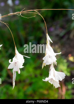 Anhänger Hochsommer Blüten der weißen Form der Angelrute der Südafrikanischen Engel, Dierama pulcherrimum 'Guinevere' Stockfoto