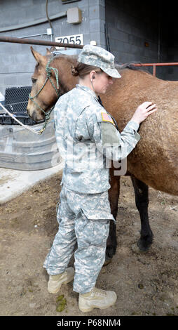 Kapitän Sarah Watkins, einem Tierarzt mit der 97 zivilen Angelegenheiten Bataillon (ABN) untersucht ein Maultier für die Equine care Klasse während der 351 zivilen Angelegenheiten Befehl die tierärztliche Ausbildung Konferenz an der Marine Corps Mountain warfare Training Center, Bridgeport, Calif., 4. Mai 2016. Watkins, eine aktive - Pflicht, Tierarzt, trat aus der 351 zivilen Angelegenheiten Befehl andere finden Tierärzte für eine spezialisierte einwöchigen Konferenz lernen in kargen Umgebungen, die zivilen Angelegenheiten Missionen zu betreiben. (U.S. Armee Foto: Staff Sgt. Robert Van Tuinen) Stockfoto