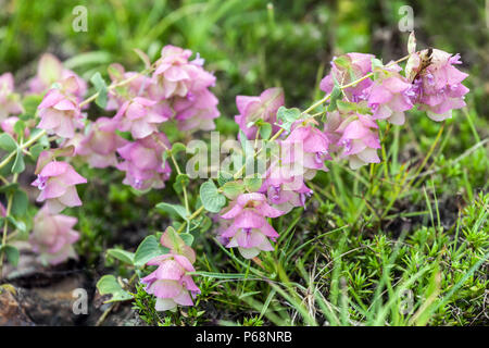 Origanum „Kent Beauty“ Oregano, Majoran Stockfoto