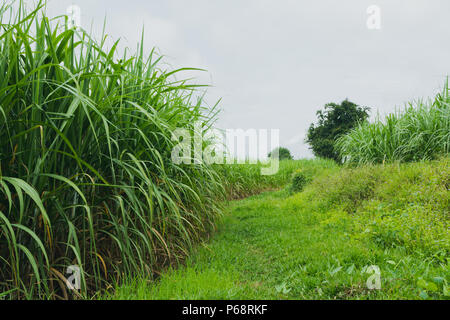 Zuckerrohr-Feld in blauer Himmel mit weißen Sonnenstrahl Stockfoto