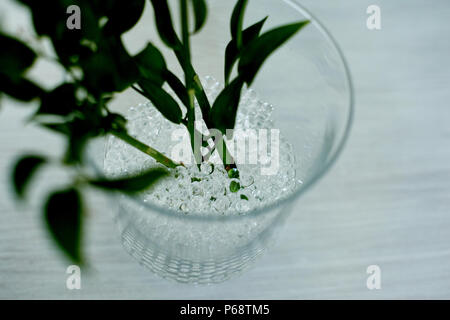 Hydrogel, in der floristik verwendet, ersetzt die Blumen mit Wasser. Weiß in ein Glas Vase. Stockfoto