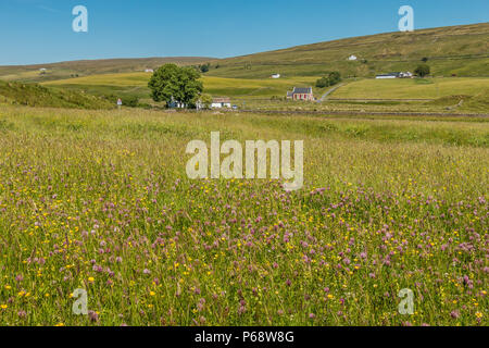 North Pennines AONB Landschaft, Mähwiesen bei Sümpfen Gill Farm, Harwood, Obere Teesdale Stockfoto