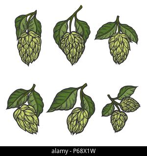 Vintage Designs mit Hopfen und Blätter. Hop Hand in künstlerischen graviert Art gezeichnet. Farbige Abbildung. Auf weissem Hintergrund. Stockfoto