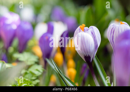 Frühling Hintergrund mit blühenden bunten Krokusse im Frühling Stockfoto