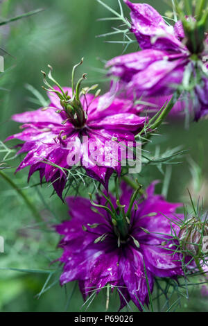 Nigella damascena Miss Jekyll Liebe-in-a-Mist, die Blume in der Nähe Stockfoto