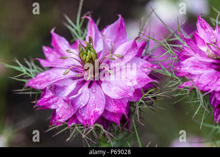 Nigella damascena Miss Jekyll Liebe-in-a-Mist, die Blume in der Nähe Stockfoto