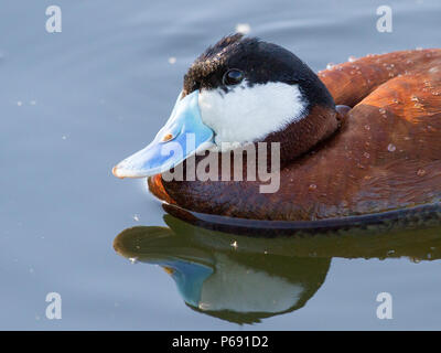 Nahaufnahme einer drake-Ruddy-Ente im Brutgefieder. Stockfoto