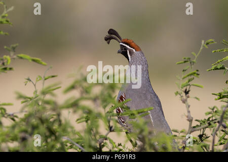 Ein männlicher Gambel's Wachteln in einem Mesquite und sporting ein Doppel top knot. Stockfoto