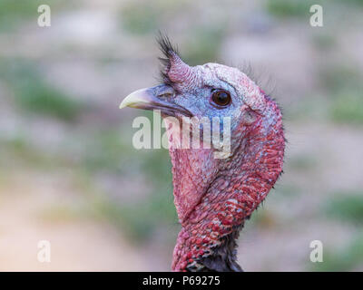 Eine Nahaufnahme eines Wild Turkey gobbler mit einem vertraglich vereinbarten Snood. Stockfoto
