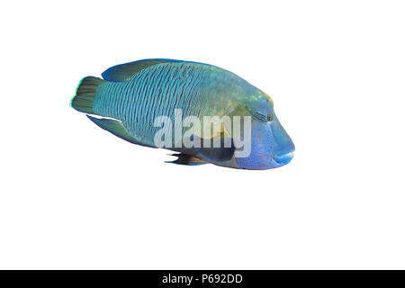 Napoleon oder humphead Lippfische (Cheilinus undulatus) auf weißem Hintergrund. Stockfoto