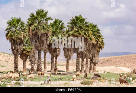 Ein Mann - künstliche Oase in der Wüste Juda, die im Süden von Arad, Israel Stockfoto