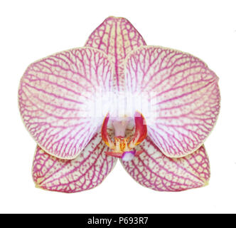 Orchird Flower Isolated On White Stockfoto
