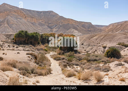 Ein palm und pappel Oase in der zin: Tal des Negev Hochland in Israel. Stockfoto