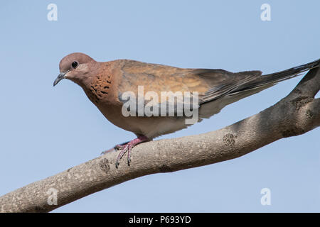 Schöne Pastellfarben lachende Taube Spilopelia senegalensis thront auf einem jacaranda Baumzweig mit einem klaren blauen Himmel Hintergrund Stockfoto