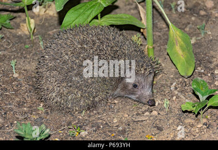 Eine gemeinsame osteuropäische Igel in einem Garten in Arad, Israel Stockfoto