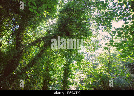 Ein Foto der Wald im Naturpark von Corstorphine hil mit schönen Aufnahmen von Sonnenstrahlen in Edinburgh, Schottland, Vereinigtes Königreich Stockfoto