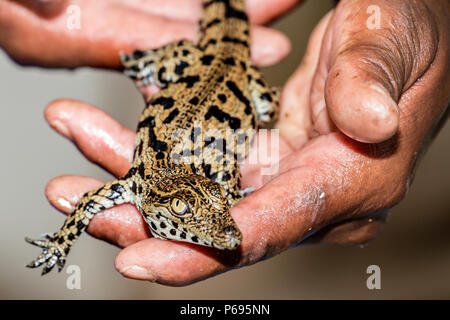 Baby - Nilkrokodil Crocodylus niloticus - hatchling" gerade von Shell entstanden ist und in der Hand für die Übertragung auf Tank statt. Stockfoto