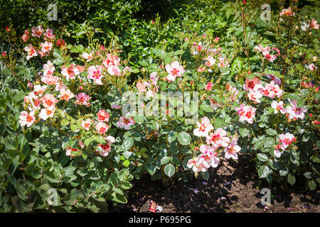 Ungewöhnliche Färbung von Rosa für Ihre Augen nur Blüte im Juni in einem Englischen Garten Stockfoto