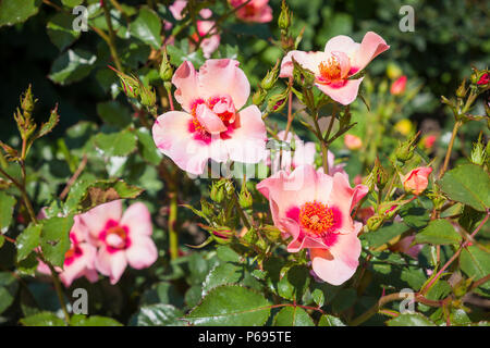 Rosa für Ihre Augen nur Blüte in einem Englischen Garten im Juni Stockfoto