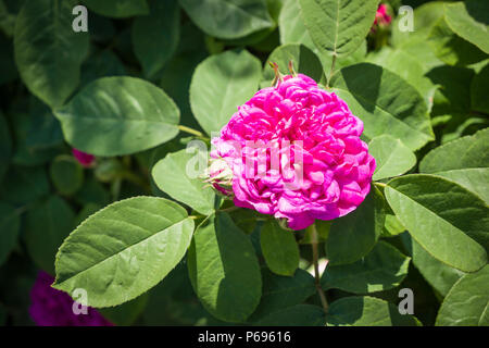 Rosa de Rescht ist ein sehr wohlriechend Portland Rose Blüte in einem Englischen Garten im Juni in Großbritannien Stockfoto