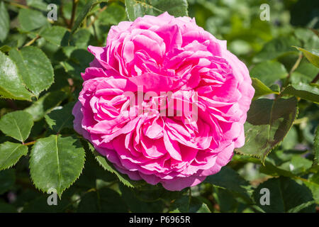 Rosa Prinzessin Alexandra von Kent von Englischen gezüchtete Rose Züchter David Austin und erfasst die wesentlichen alte Englische Rose mit dicht gepackten rosa Blütenblätter Stockfoto