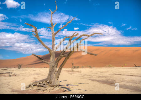 Deadvlei (dead Marsh) Ich, ein Weißer Ton Pan in den Namib-Naukluft-Park in Namibia. Durch die höchsten Sanddünen der Welt umgeben und erreicht 300 - 400 me Stockfoto