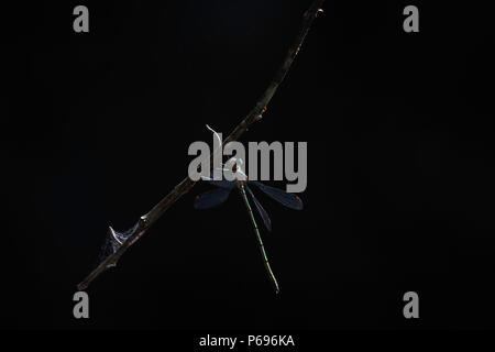 Blassen Spreadwing Damselfly (Lestes pallidus) Hängen an dunklen Wald Zweig Stockfoto