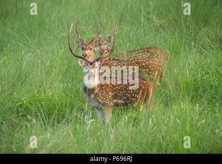 Sika oder dappled Hirsche in freier Wildbahn. Im Dschungel gefangen. Natur und Tier Foto Stockfoto