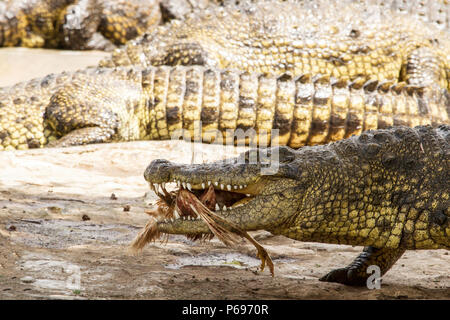 - Nilkrokodil Crocodylus niloticus - Stockfoto