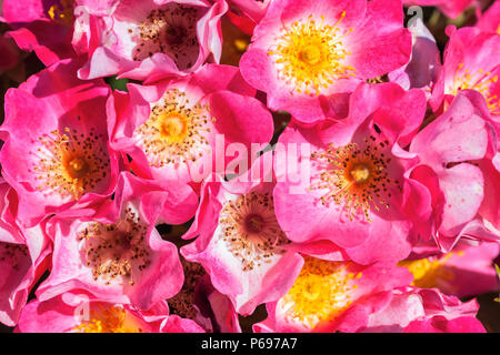 Unbeschwerten Geist Rosen Stockfoto